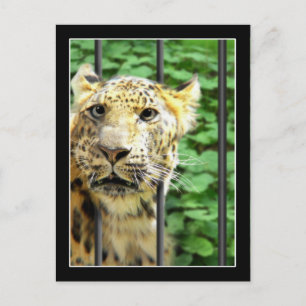 Mishap bij de dierentuin briefkaart