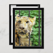 Mishap bij de dierentuin briefkaart (Voorkant / Achterkant)