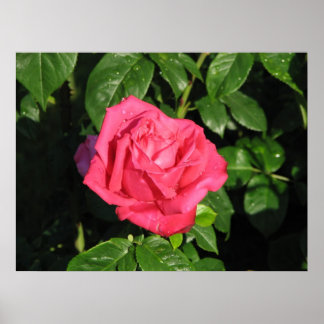 Miss All-American Beauty Hybrid Tea Roos 097 Poster