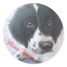 Miss Fannie - Autocollant espagnol Springer anglai