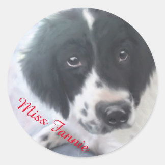 Miss Fannie - Autocollant espagnol Springer anglai