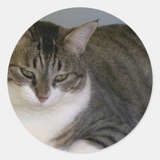 Miss Hannah Ronde Sticker