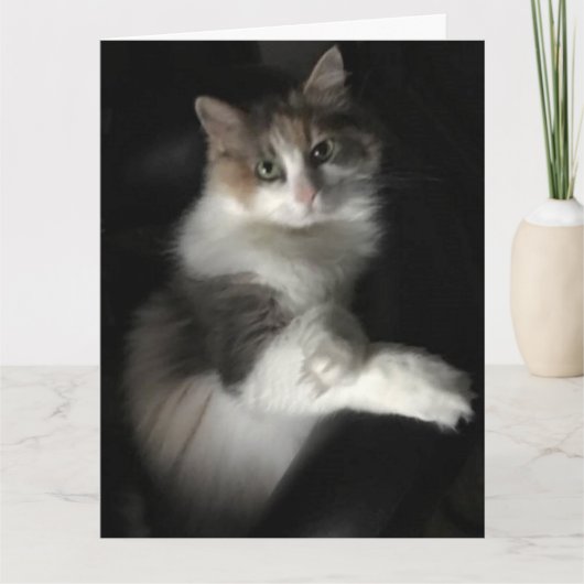 Miss kat kaart (Voorkant)
