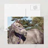 Miss Peppy Shu Briefkaart (Voorkant / Achterkant)