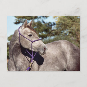Miss Peppy Shu Briefkaart