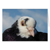 Miss Pigeon (Voorkant Horizontaal)