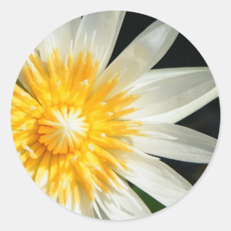 Miss Sunshine Ronde Sticker