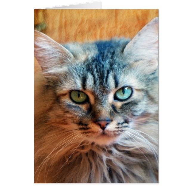 Miss Tootles (Devant)