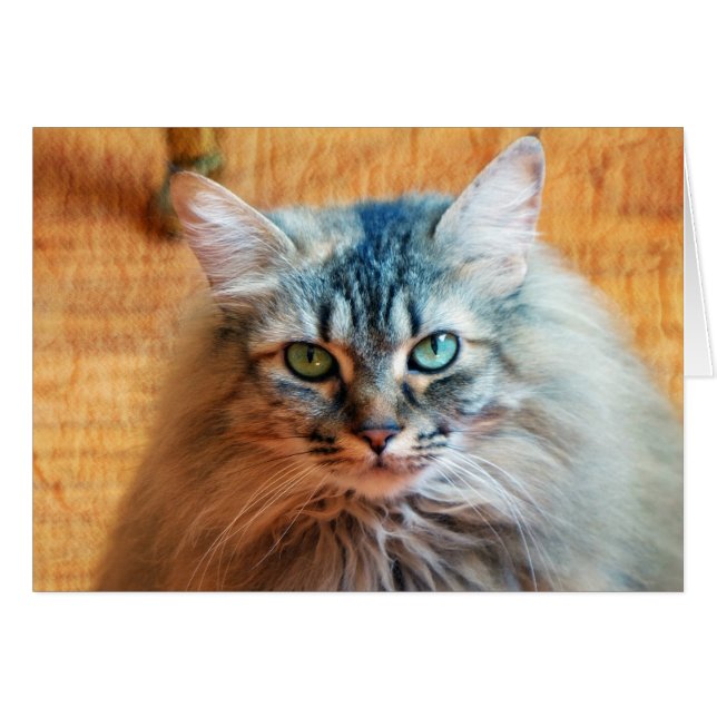 Miss Tootles (Devant horizontal)