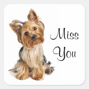 Miss Yorkshire Stickers Chien Chien Puppy Terrier