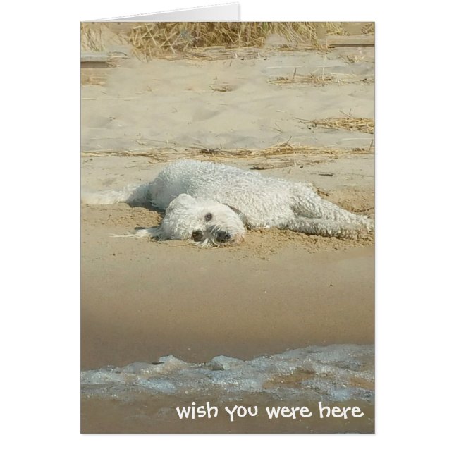 Miss You-goldendoodle posé sur la plage (Devant)
