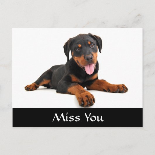 Miss You Rottweiler Puppy Chien Grey Carte Postale (Devant)