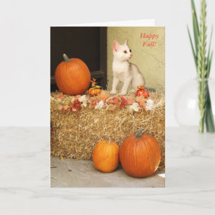 Missend u het Katje van Halloween & de Kaart van