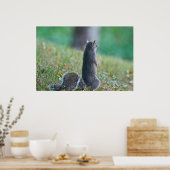 "Missing you" Permanent Juvenile Squirrel Poster (Keuken)