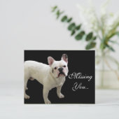 MIssing You White French Bulldog carte postale (Debout devant)