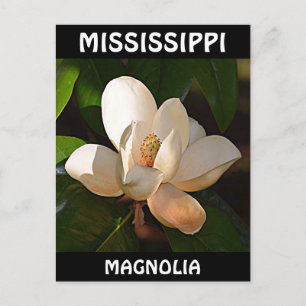 Mississippi Magnolia Briefkaart