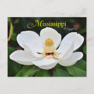 Mississippi State Flower: Magnolia Briefkaart