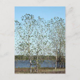 Mississippi Trees Briefkaart