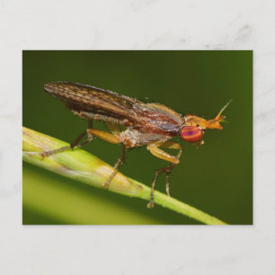 Missouri Fly. Briefkaart