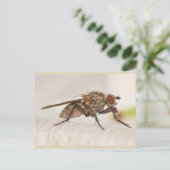 Missouri Fly. Briefkaart (Staand voorkant)