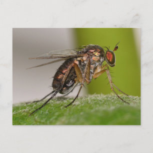 Missouri Fly. Briefkaart