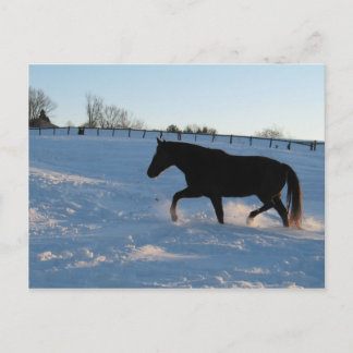 Missouri Foxtrotter bij schemering Briefkaart