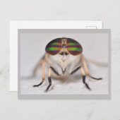 Missouri Horse Fly. Briefkaart (Voorkant / Achterkant)