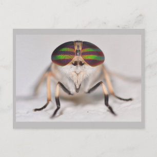Missouri Horse Fly. Briefkaart