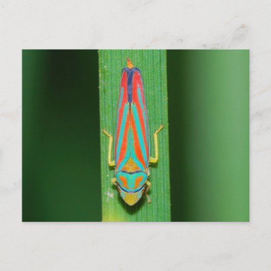 Missouri Leaf Hopper. Briefkaart (Voorkant)