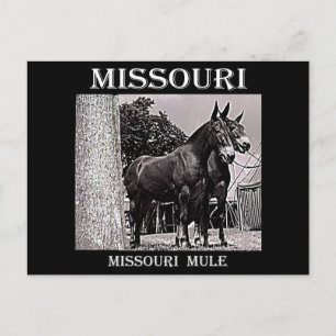 Missouri Mule Briefkaart