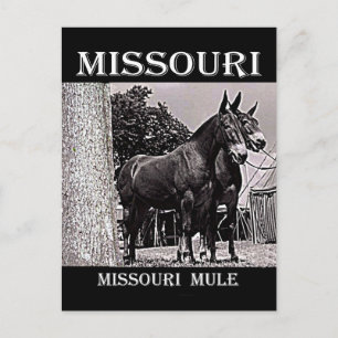 Missouri Mule Briefkaart