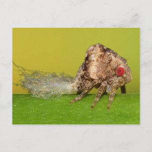 Missouri plant hopper nymph. briefkaart