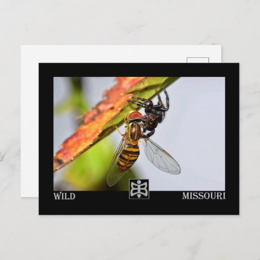 Missouri spin met Prey. Briefkaart (Voorkant / Achterkant)