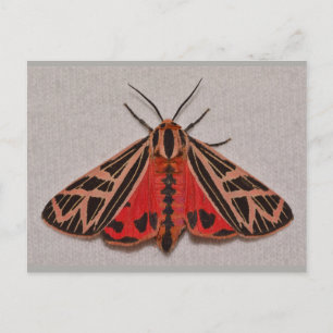 Missouri Tiger Moth. Briefkaart