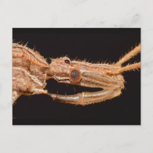 Missouri True bug. Briefkaart