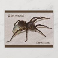 Missouri Wolf Spider met eierzak.