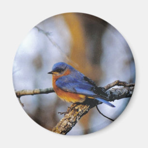 Missouris Bird Magneet