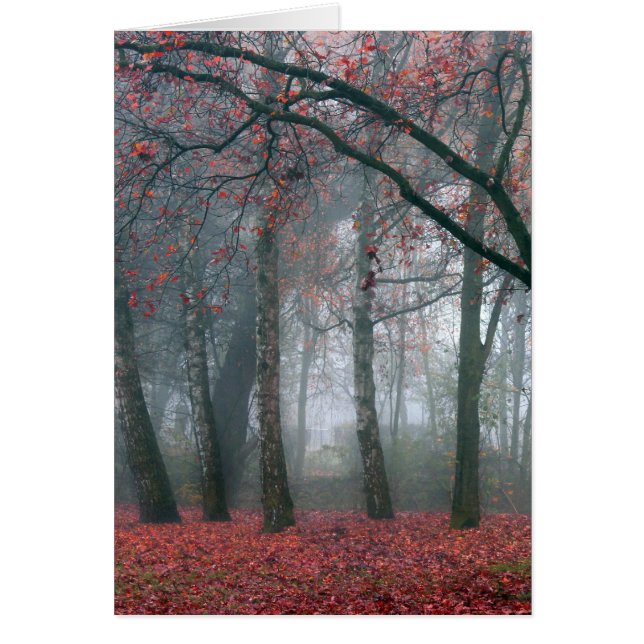 Mist in het herfstbos met rode bladeren (Voorkant)