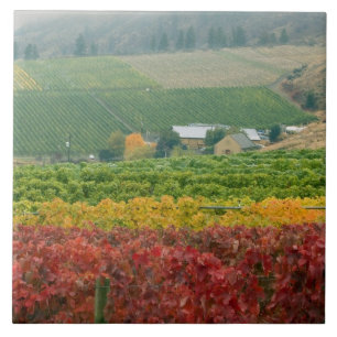 Mist kruipt over Gehring Brothers Winery die genes Tegeltje