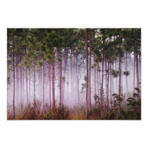 Mist onder dennenbomen bij zonsopgang, Everglades Foto Afdruk