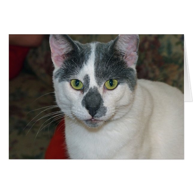 Mister Pants (Voorkant Horizontaal)