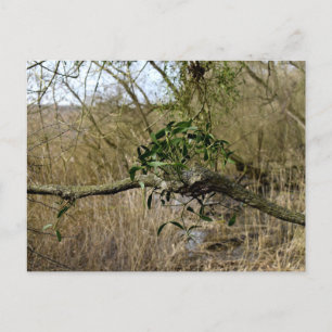Mistletoe Briefkaart