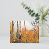 Misty Autumn Aspen Briefkaart (Staand voorkant)