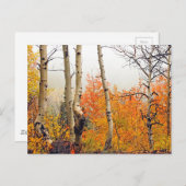 Misty Autumn Aspen Briefkaart (Voorkant / Achterkant)