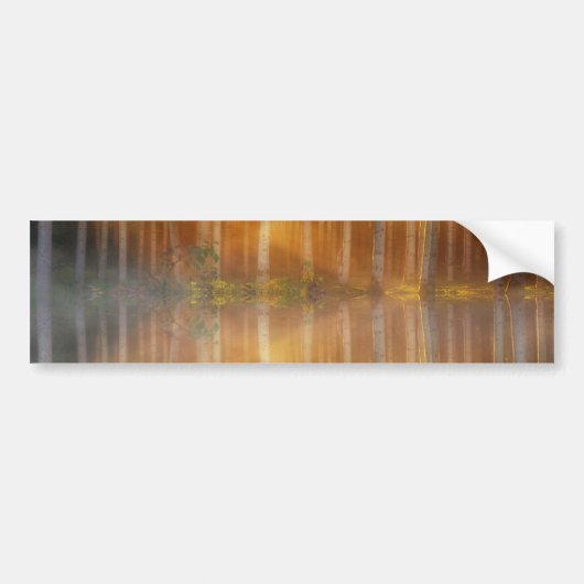 Misty Forest Scene Bumpersticker (Voorkant)