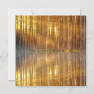 Misty Forest Scene Kaart