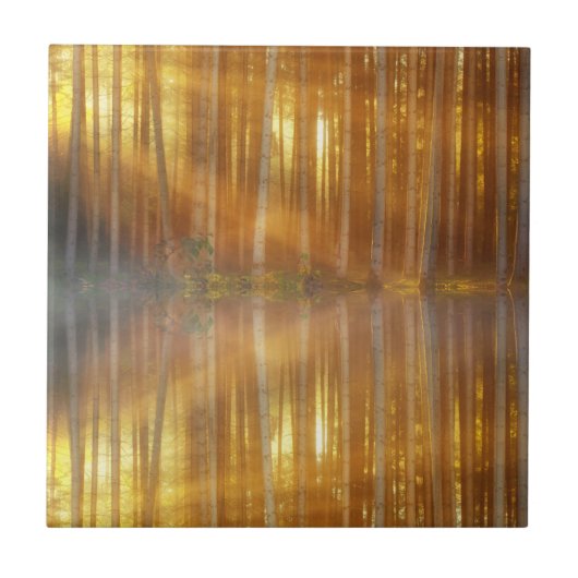 Misty Forest Scene Tegeltje (Voorkant)