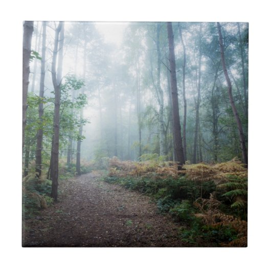 Misty Forest Walk Tegeltje (Voorkant)