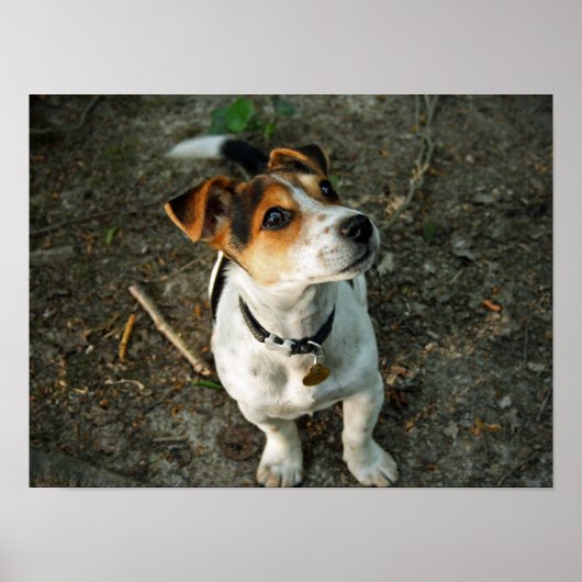 Misty in Bossen Poster (Voorkant)