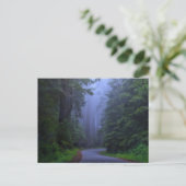 Misty Redwood National Park Briefkaart (Staand voorkant)
